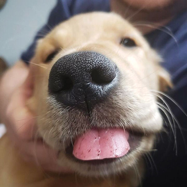Pet SEEN: Cute Pets Featured in April 2020